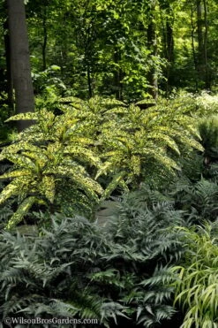 Hosoba Hoshifu Variegated Aucuba (Japanese Laurel) - 1 Gallon Pot 11 Hosoba Hoshifu Variegated Aucuba (Japanese Laurel) - 1 Gallon Pot -Wilson Bros Gardens Aucuba Hosoba Hoshifu