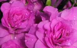 Amelia Rose Azalea - 3 Gallon Pot -Wilson Bros Gardens Azalea Amelia Rose 1