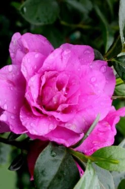 Amelia Rose Azalea - 3 Gallon Pot -Wilson Bros Gardens Azalea Amelia Rose 3