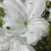 Delaware Valley White Azalea - 1 Gallon Pot -Wilson Bros Gardens Azalea Delaware Valley White 500x750 1