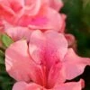 Autumn Coral Encore Azalea - 1 Gallon Pot -Wilson Bros Gardens Azalea Encore Autumn Coral