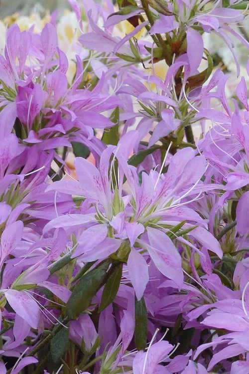 Koromo Shikibu Purple Spider Azalea - 3 Gallon Pot 3 Koromo Shikibu Purple Spider Azalea - 3 Gallon Pot