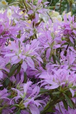 Koromo Shikibu Purple Spider Azalea - 3 Gallon Pot 9 Koromo Shikibu Purple Spider Azalea - 3 Gallon Pot -Wilson Bros Gardens Azalea Koromo Shikibu 2