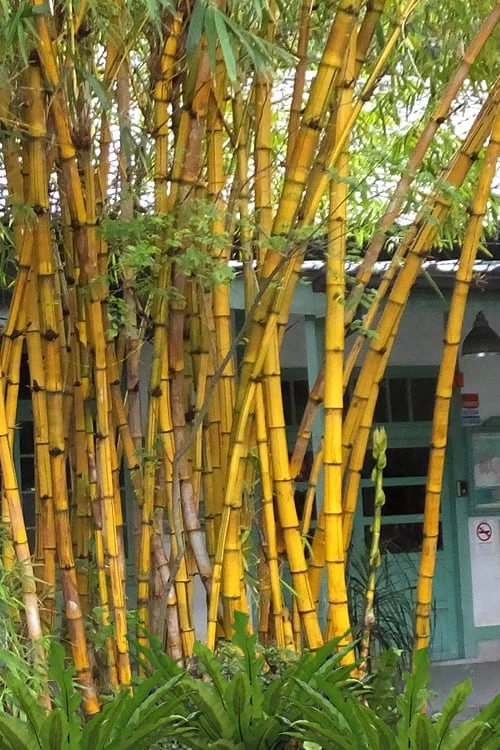 Alphonse Karr Golden Bamboo (Bambusa Multiplex) - 2 Gallon Pot 3 Alphonse Karr Golden Bamboo (Bambusa Multiplex) - 2 Gallon Pot