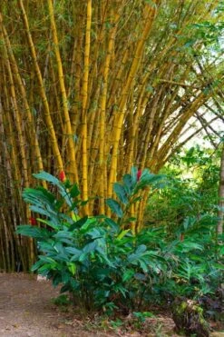Alphonse Karr Golden Bamboo (Bambusa Multiplex) - 2 Gallon Pot 19 Alphonse Karr Golden Bamboo (Bambusa Multiplex) - 2 Gallon Pot -Wilson Bros Gardens Bamboo Alphonse Karr 6