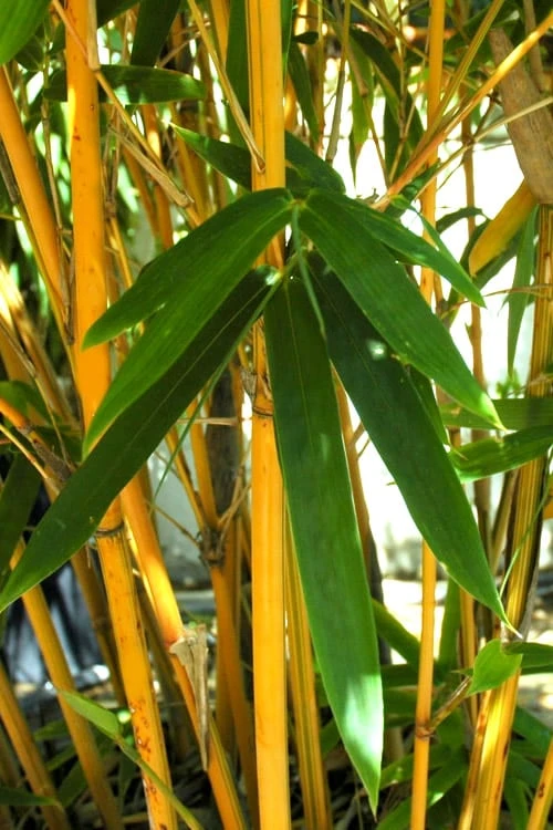 Alphonse Karr Golden Bamboo (Bambusa Multiplex) - 2 Gallon Pot 6 Alphonse Karr Golden Bamboo (Bambusa Multiplex) - 2 Gallon Pot - Image 4