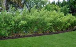 Alphonse Karr Golden Bamboo (Bambusa Multiplex) - 2 Gallon Pot 15 Alphonse Karr Golden Bamboo (Bambusa Multiplex) - 2 Gallon Pot -Wilson Bros Gardens Bamboo Alphonse Karr 8