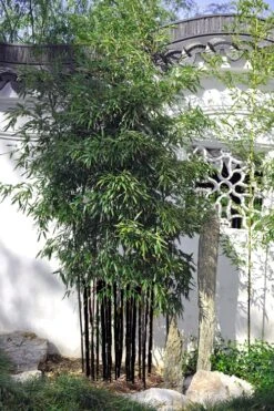 Black Bamboo - Phyllostachys Nigra - 3 Gallon Pot (Multi Cane: 4-6'+) 15 Black Bamboo - Phyllostachys Nigra - 3 Gallon Pot (Multi Cane: 4-6'+) -Wilson Bros Gardens Bamboo Black 51