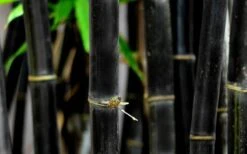 Black Bamboo - Phyllostachys Nigra - 3 Gallon Pot (Multi Cane: 4-6'+) 19 Black Bamboo - Phyllostachys Nigra - 3 Gallon Pot (Multi Cane: 4-6'+) -Wilson Bros Gardens Bamboo Black 53