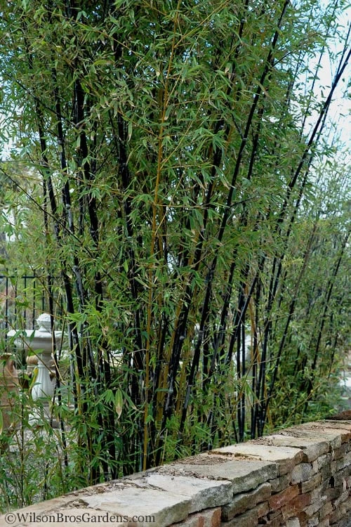 Black Bamboo - Phyllostachys Nigra - 3 Gallon Pot (Multi Cane: 4-6'+) 9 Black Bamboo - Phyllostachys Nigra - 3 Gallon Pot (Multi Cane: 4-6'+) - Image 7
