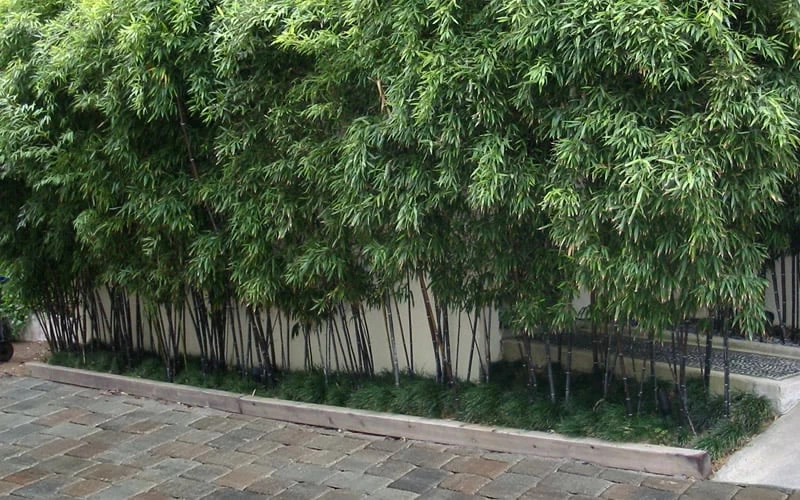 Black Bamboo - Phyllostachys Nigra - 3 Gallon Pot (Multi Cane: 4-6'+) 8 Black Bamboo - Phyllostachys Nigra - 3 Gallon Pot (Multi Cane: 4-6'+) - Image 6