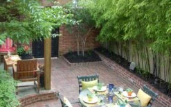 Black Bamboo - Phyllostachys Nigra - 3 Gallon Pot (Multi Cane: 4-6'+) 18 Black Bamboo - Phyllostachys Nigra - 3 Gallon Pot (Multi Cane: 4-6'+) -Wilson Bros Gardens Bamboo Black 58