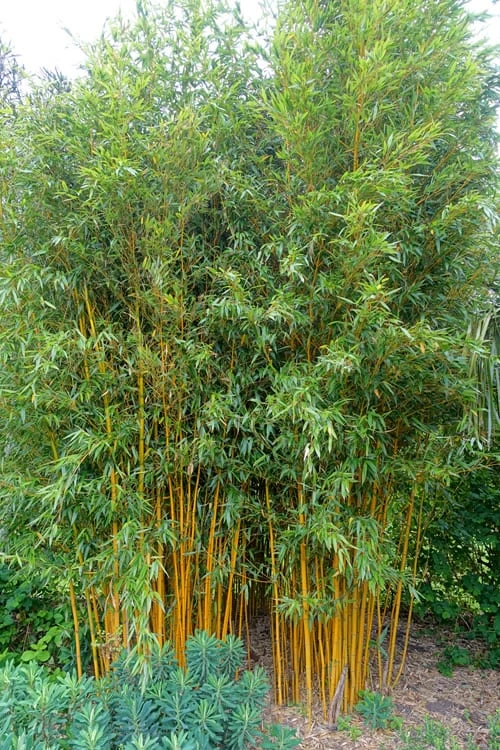 Gold Vivax Giant Timber Bamboo (Green Stripe Bamboo) - Phyllostachys Vivax 'Aureocaulis' - 3 Gallon Pot (2-4') 8 Gold Vivax Giant Timber Bamboo (Green Stripe Bamboo) - Phyllostachys Vivax 'Aureocaulis' - 3 Gallon Pot (2-4') - Image 6