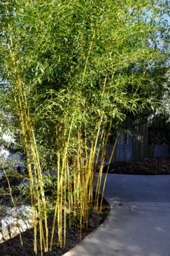 Golden Fishpole Bamboo - Phyllostachys Aurea - 3 Gallon Pot (4-6') -Wilson Bros Gardens Bamboo Golden 11