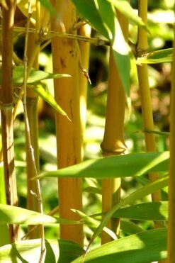 Golden Fishpole Bamboo - Phyllostachys Aurea - 3 Gallon Pot (4-6') -Wilson Bros Gardens Bamboo Golden 13