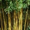 Golden Fishpole Bamboo - Phyllostachys Aurea - 3 Gallon Pot (4-6') 2 Golden Fishpole Bamboo - Phyllostachys Aurea - 3 Gallon Pot (4-6') -Wilson Bros Gardens Bamboo Golden 14