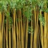 True Gold Golden Fish Pole Bamboo (Phyllostachys Aurea 'Holochrysa') - 3 Gallon Pot -Wilson Bros Gardens Bamboo Golden Golden 22 500x750 1