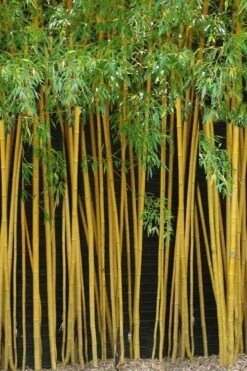 True Gold Golden Fish Pole Bamboo (Phyllostachys Aurea 'Holochrysa') - 3 Gallon Pot