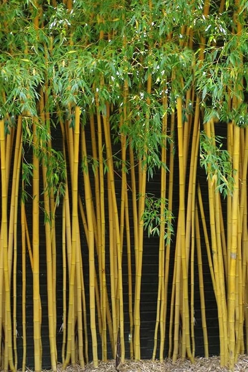 True Gold Golden Fish Pole Bamboo (Phyllostachys Aurea 'Holochrysa') - 3 Gallon Pot 3 True Gold Golden Fish Pole Bamboo (Phyllostachys Aurea 'Holochrysa') - 3 Gallon Pot