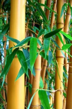 True Gold Golden Fish Pole Bamboo (Phyllostachys Aurea 'Holochrysa') - 3 Gallon Pot 10 True Gold Golden Fish Pole Bamboo (Phyllostachys Aurea 'Holochrysa') - 3 Gallon Pot -Wilson Bros Gardens Bamboo Golden Golden 23 500x750 1