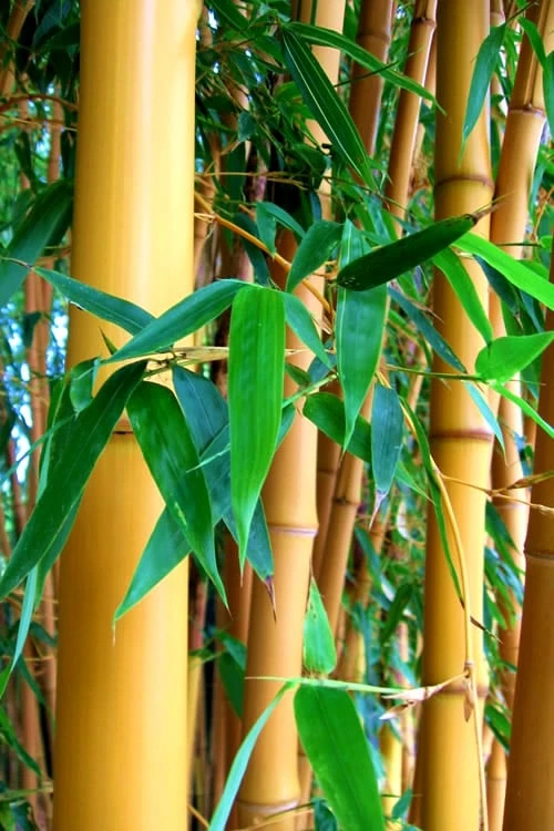 True Gold Golden Fish Pole Bamboo (Phyllostachys Aurea 'Holochrysa') - 3 Gallon Pot 6 True Gold Golden Fish Pole Bamboo (Phyllostachys Aurea 'Holochrysa') - 3 Gallon Pot - Image 4