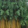 Gold Vivax Giant Timber Bamboo (Green Stripe Bamboo) - Phyllostachys Vivax 'Aureocaulis' - 3 Gallon Pot (2-4') 2 Gold Vivax Giant Timber Bamboo (Green Stripe Bamboo) - Phyllostachys Vivax 'Aureocaulis' - 3 Gallon Pot (2-4') -Wilson Bros Gardens Bamboo Golden Vivax Timber Bamboo Rev 500x750 1