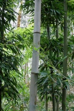 Henon Giant Gray Bamboo - Phyllostachys Nigra 'Henon' - 3 Gallon Pot (4-6') -Wilson Bros Gardens Bamboo Henon 12