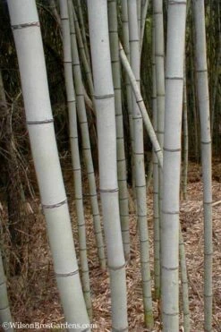 Henon Giant Gray Bamboo - Phyllostachys Nigra 'Henon' - 3 Gallon Pot (4-6') -Wilson Bros Gardens Bamboo Henon 15