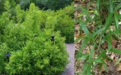 Macon Rivercane Bamboo - Arundinaria Gigantea 'Macon' - 3 Gallon Pot 9 Macon Rivercane Bamboo - Arundinaria Gigantea 'Macon' - 3 Gallon Pot -Wilson Bros Gardens Bamboo Macon Rivercane 2