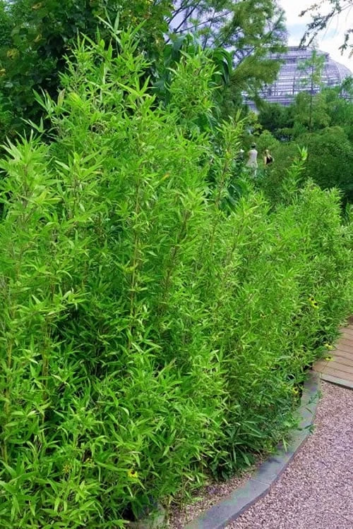 Macon Rivercane Bamboo - Arundinaria Gigantea 'Macon' - 3 Gallon Pot 3 Macon Rivercane Bamboo - Arundinaria Gigantea 'Macon' - 3 Gallon Pot