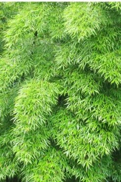 Moso Giant Bamboo (Phyllostachys Edulis 'Moso') - 3 Gallon Pot (2-4') -Wilson Bros Gardens Bamboo Moso 11