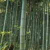 Moso Giant Bamboo (Phyllostachys Edulis 'Moso') - 3 Gallon Pot (2-4') 1 Moso Giant Bamboo (Phyllostachys Edulis 'Moso') - 3 Gallon Pot (2-4') -Wilson Bros Gardens Bamboo Moso 22