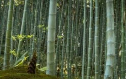 Moso Giant Bamboo (Phyllostachys Edulis 'Moso') - 3 Gallon Pot (2-4') -Wilson Bros Gardens Bamboo Moso 24