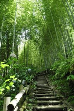 Moso Giant Bamboo (Phyllostachys Edulis 'Moso') - 3 Gallon Pot (2-4') -Wilson Bros Gardens Bamboo Moso 9