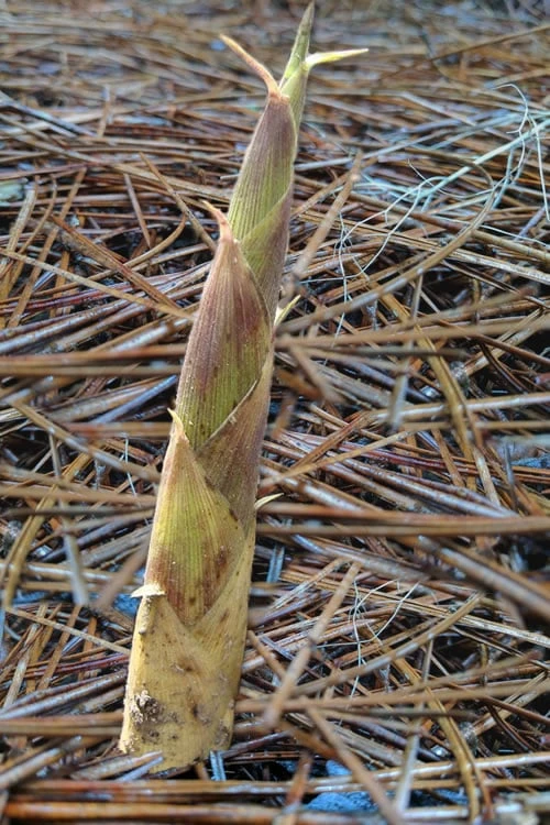 Sweet Shoot Bamboo - Phyllostachys Dulcis - 3 Gallon Pot 8 Sweet Shoot Bamboo - Phyllostachys Dulcis - 3 Gallon Pot - Image 6