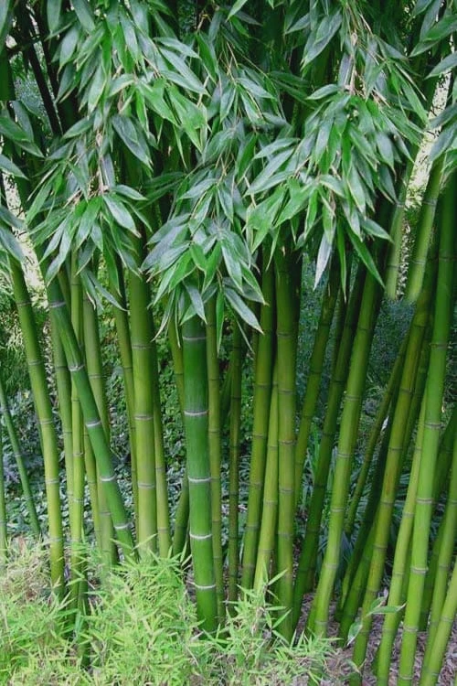 Sweet Shoot Bamboo - Phyllostachys Dulcis - 3 Gallon Pot 3 Sweet Shoot Bamboo - Phyllostachys Dulcis - 3 Gallon Pot