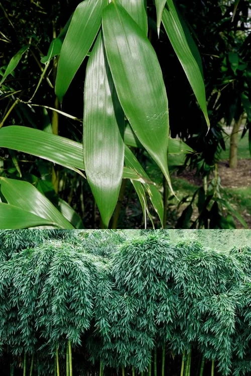 Sweet Shoot Bamboo - Phyllostachys Dulcis - 3 Gallon Pot 7 Sweet Shoot Bamboo - Phyllostachys Dulcis - 3 Gallon Pot - Image 5