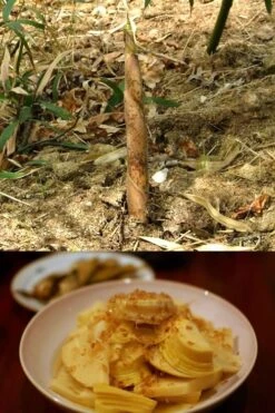 Sweet Shoot Bamboo - Phyllostachys Dulcis - 3 Gallon Pot 11 Sweet Shoot Bamboo - Phyllostachys Dulcis - 3 Gallon Pot -Wilson Bros Gardens Bamboo Sweet Shoot 7