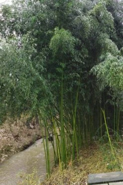 Yellow Groove Bamboo (Phyllostachys Aureosulcata) - 3 Gallon Pot (2-4') -Wilson Bros Gardens Bamboo Yellow Groove 13