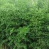Yellow Groove Bamboo (Phyllostachys Aureosulcata) - 3 Gallon Pot (2-4') 2 Yellow Groove Bamboo (Phyllostachys Aureosulcata) - 3 Gallon Pot (2-4') -Wilson Bros Gardens Bamboo Yellow Groove 500x750 1