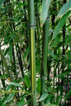 Yellow Groove Bamboo (Phyllostachys Aureosulcata) - 3 Gallon Pot (2-4') -Wilson Bros Gardens Bamboo Yellow Groove 9