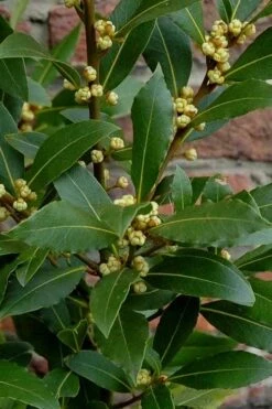 Bay Laurel (Sweet Bay) - Laurus Nobilis - 6 Pack Of 1 Gallon Pots -Wilson Bros Gardens Bay Laurel 2