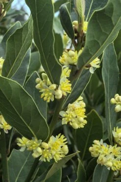 Bay Laurel (Sweet Bay) - Laurus Nobilis - 6 Pack Of 1 Gallon Pots -Wilson Bros Gardens Bay Laurel 3