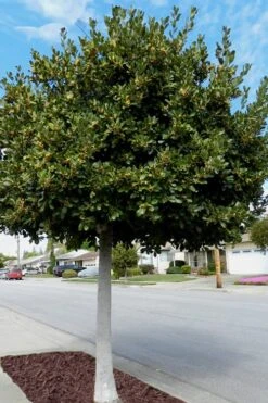 Bay Laurel (Sweet Bay) - Laurus Nobilis - 6 Pack Of 1 Gallon Pots -Wilson Bros Gardens Bay Laurel 5