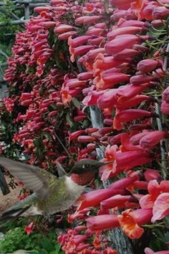 Shalimar Red Crossvine - Bignonia Capreolata - 6 Pack Of 1 Gallon Pots -Wilson Bros Gardens Bignonia Shalimar Red 20 1