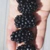 Apache Thornless Blackberry - 2 Gallon Pot -Wilson Bros Gardens Blackberry Apache In hand 500x750 1