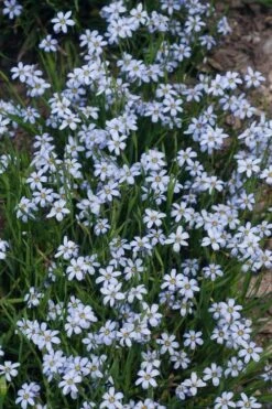 Suwannee Blue-Eyed Grass - 1 Gallon Pot -Wilson Bros Gardens Blue eyed grass suwannee 1