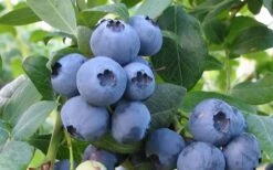 Bless Your Heart Rabbiteye Blueberry - 1 Gallon Pot -Wilson Bros Gardens Blueberry Bless Your Heart