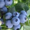 Bless Your Heart Rabbiteye Blueberry - 1 Gallon Pot -Wilson Bros Gardens Blueberry Bless Your Heart 500x750 1