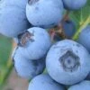 Premier Rabbiteye Blueberry - 3 Gallon Pot 1 Premier Rabbiteye Blueberry - 3 Gallon Pot -Wilson Bros Gardens Blueberry Rabbiteye BS
